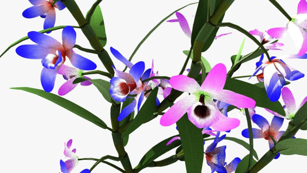 dendrobium flower