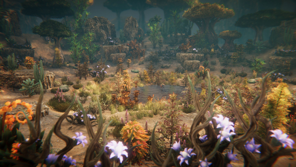 Desert plants