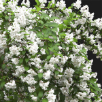 Deutzia 02
