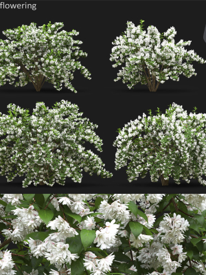 Deutzia 02