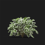 Deutzia 02