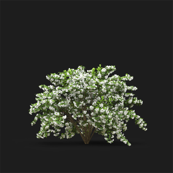 Deutzia 02