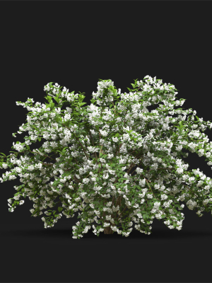 deutzia-02-3d-model-a8641dabce
