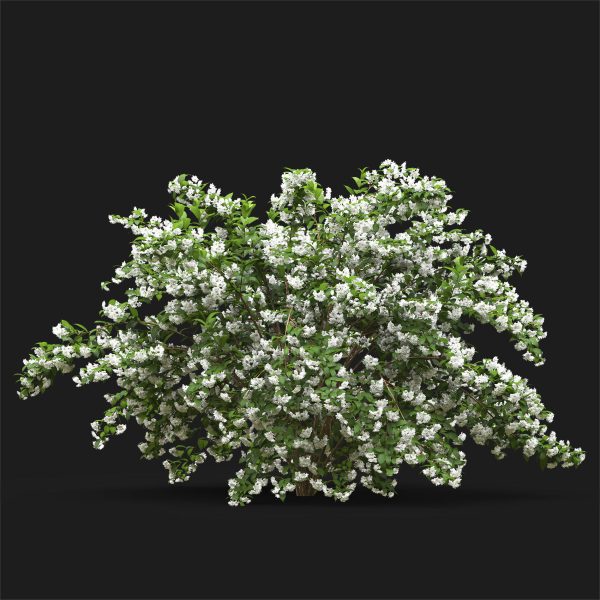 Deutzia 02