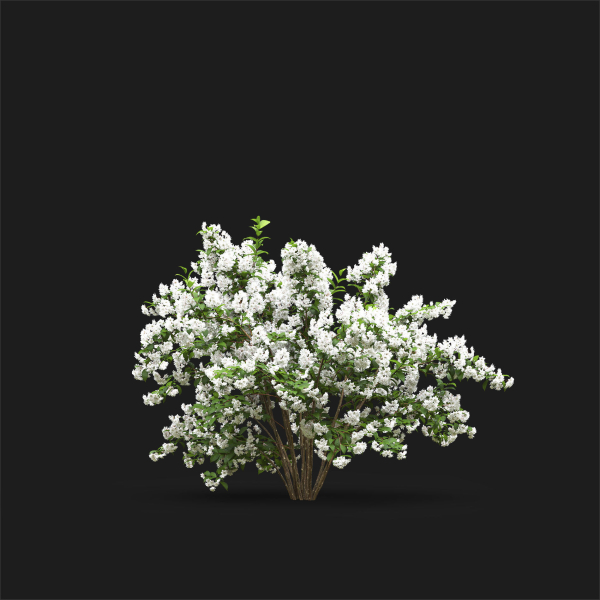 Deutzia 02