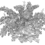 Deutzia 02
