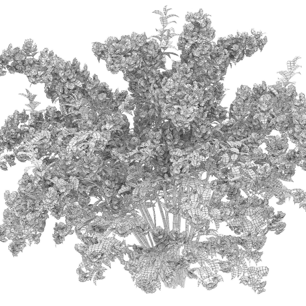 Deutzia 02