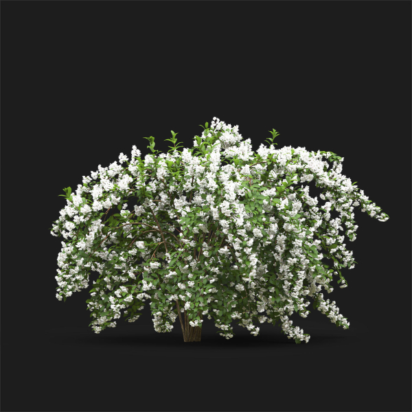Deutzia 02