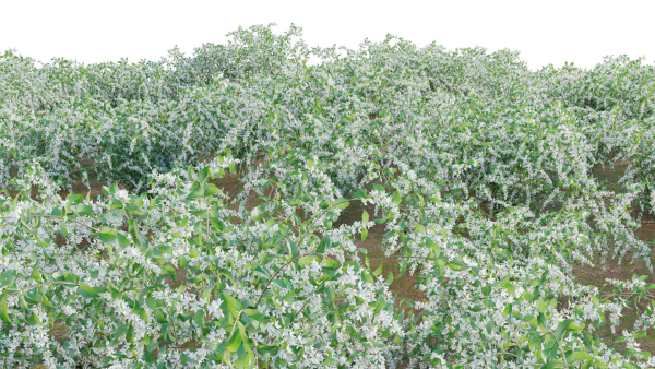 Deutzia Plants - Japanese Snow Flower