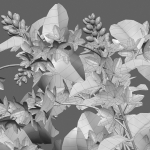 Deutzia Plants - Japanese Snow Flower