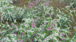 Deutzia Plants - Japanese Snow Flower