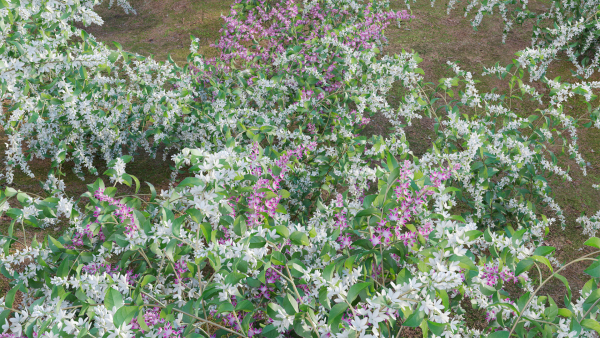 Deutzia Plants - Japanese Snow Flower