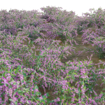 Deutzia Plants - Japanese Snow Flower