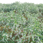 Deutzia Plants - Japanese Snow Flower