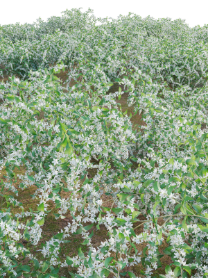 deutzia-plants-japanese-snow-flower-3d-model-977a9087ea