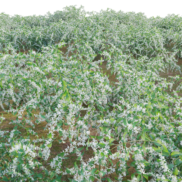 Deutzia Plants - Japanese Snow Flower