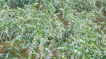 Deutzia Plants - Japanese Snow Flower