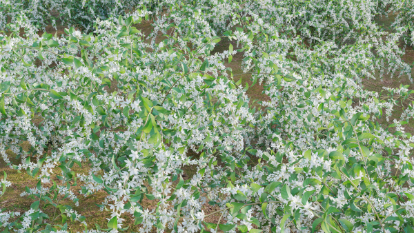 Deutzia Plants - Japanese Snow Flower