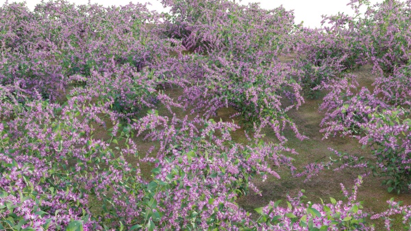 Deutzia Plants - Japanese Snow Flower