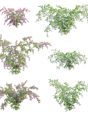 Deutzia Plants - Japanese Snow Flower
