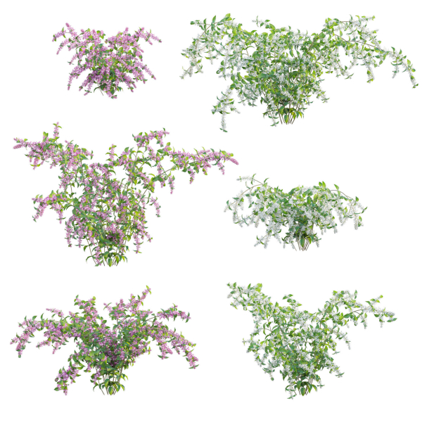 Deutzia Plants - Japanese Snow Flower