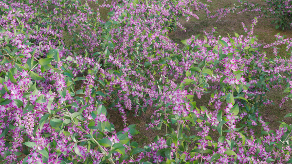 Deutzia Plants - Japanese Snow Flower