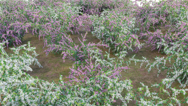 Deutzia Plants - Japanese Snow Flower