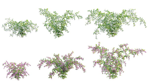 Deutzia Plants - Japanese Snow Flower