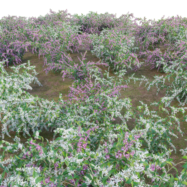 Deutzia Plants - Japanese Snow Flower