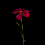 Dianthus Artvinensis