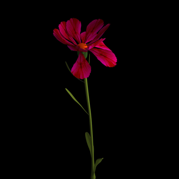 Dianthus Artvinensis