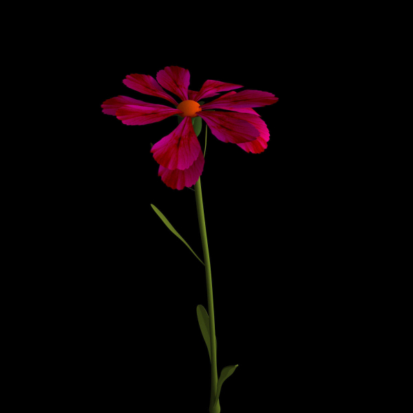 Dianthus Artvinensis