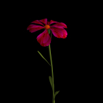 Dianthus Artvinensis