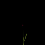 Dianthus Artvinensis
