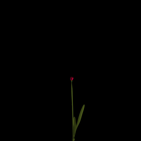 Dianthus Artvinensis