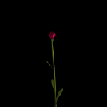 Dianthus Artvinensis