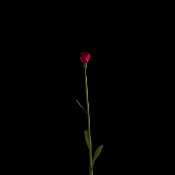Dianthus Artvinensis