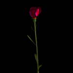 Dianthus Artvinensis