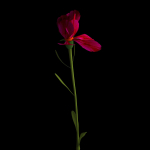 Dianthus Artvinensis