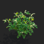 Dicentra spectabilis Alba flower