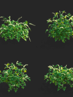 dicentra-spectabilis-alba-flower-3d-model-08c2dfa4f3
