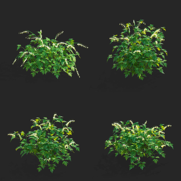 Dicentra spectabilis Alba flower