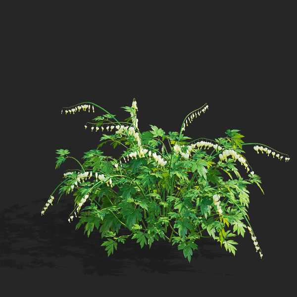 Dicentra spectabilis Alba flower