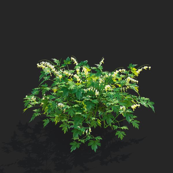 Dicentra spectabilis Alba flower