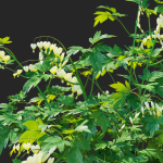 Dicentra spectabilis Alba flower