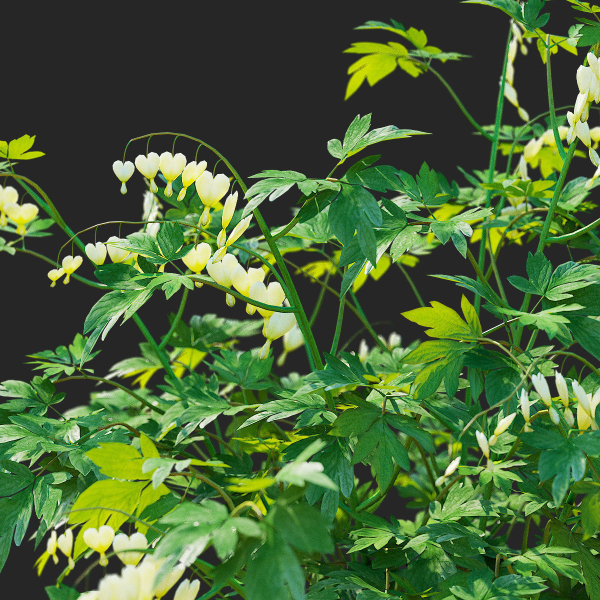 Dicentra spectabilis Alba flower
