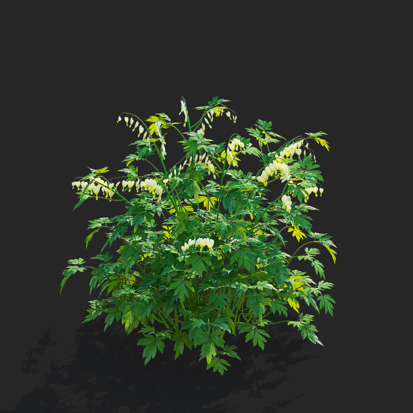 Dicentra spectabilis Alba flower