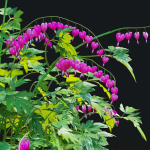 Dicentra spectabilis flower