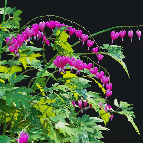 Dicentra spectabilis flower