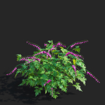 Dicentra spectabilis flower